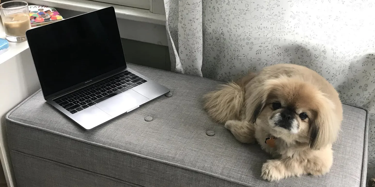 ​​How to be a good coworker to your pets